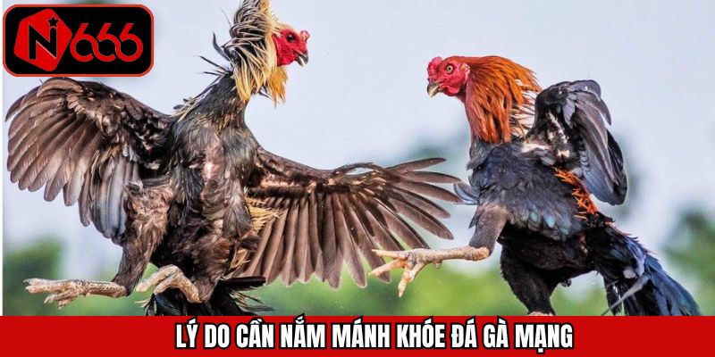 Những lợi ích khi hiểu các mánh khóe đá gà online