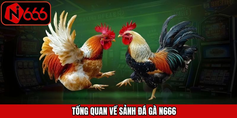 Điểm thú vị về đá gà N666 hấp dẫn